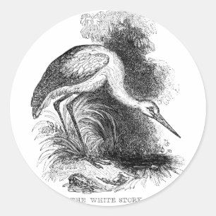 Sticker Rond Tirage Vintage d'oiseaux de cigogne blanche
