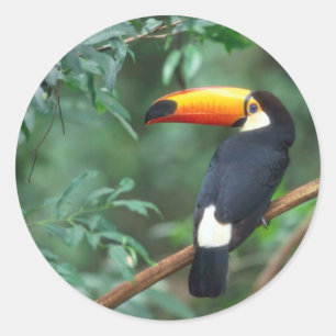 STICKER ROND TOCO TOUCAN PHOTO COULEUR COMPLÈTE