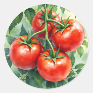 Sticker Rond Tomate mûre sur vigne aquarelle fraîche