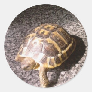 Sticker Rond Tortue