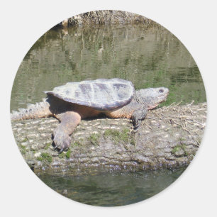 Sticker Rond Tortue
