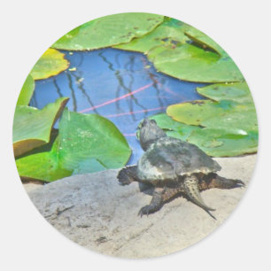 Sticker Rond Tortue commune - Chelydra serpentina