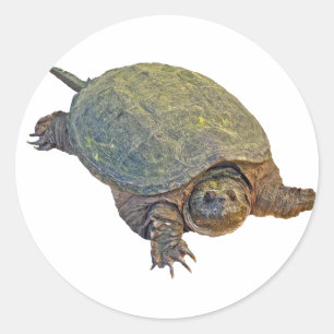 Sticker Rond Tortue commune - Chelydra serpentina
