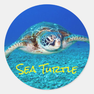 Sticker Rond Tortue de mer de natation