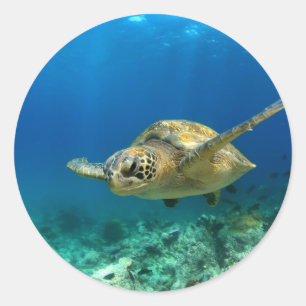 Sticker Rond Tortue de mer sous l'eau