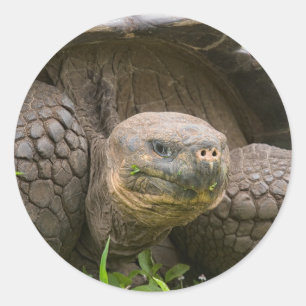 Sticker Rond Tortue géante