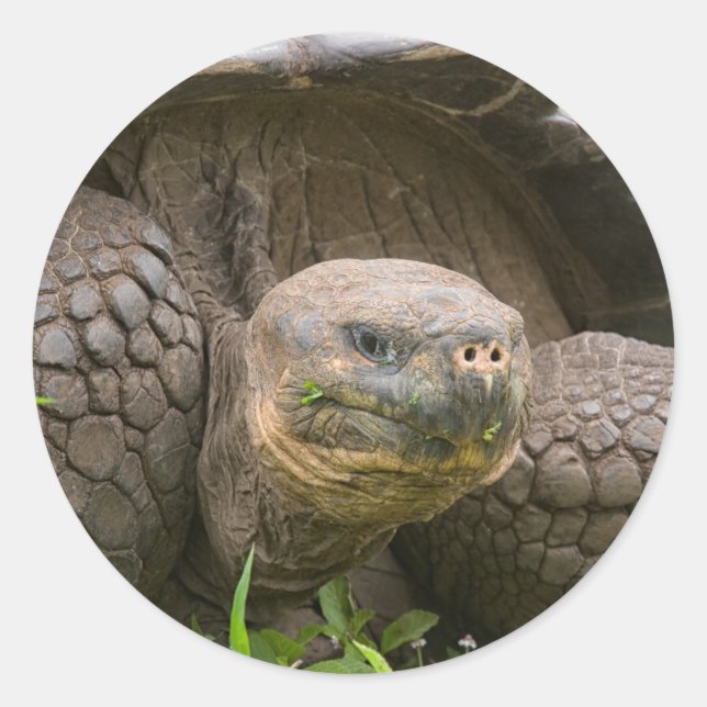 Sticker Rond Tortue géante (Devant)