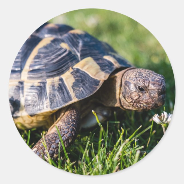 Sticker Rond Tortue grecque dans l'herbe (Devant)
