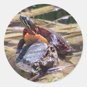Sticker Rond Tortue peinte de l'Est