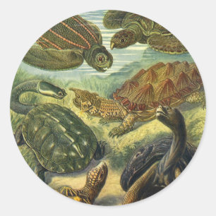 Sticker Rond Tortues vintages et tortues de mer par Ernst Haeck