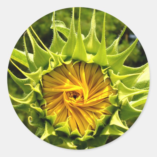 Sticker Rond Tourbillon de tournesol (Devant)