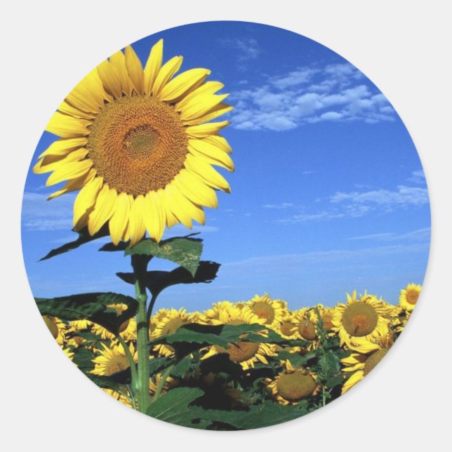 Sticker Rond Tournée du printemps (Devant)