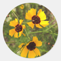 Tournesol