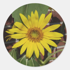 Sticker Rond Tournesol
