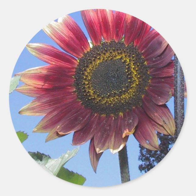 Sticker Rond Tournesol aux Feuilles rouges uniques (Devant)
