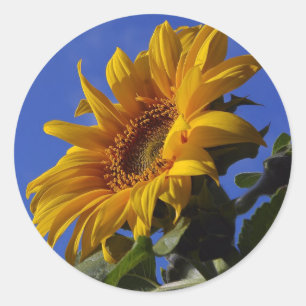 Sticker Rond Tournesol doré