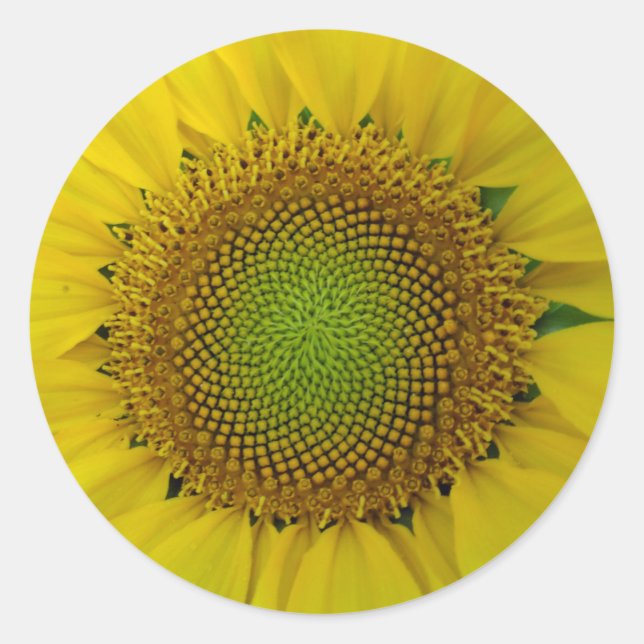 Sticker Rond Tournesol et graines, Spirale, Ratio doré (Devant)
