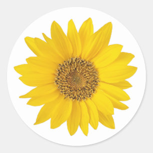Sticker Rond Tournesol jaune sur blanc