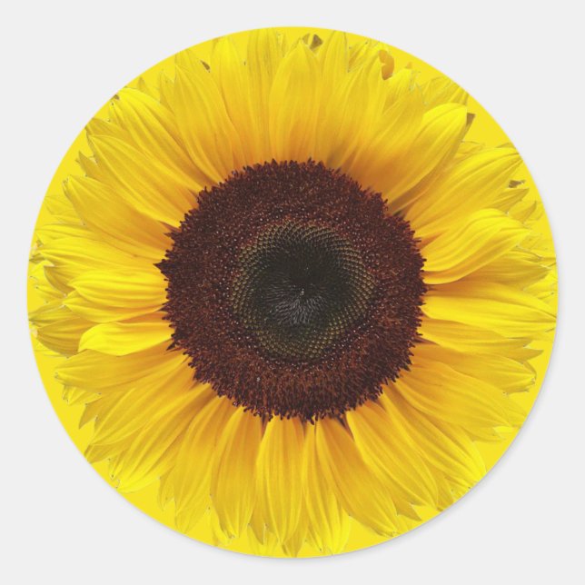 Sticker Rond Tournesol sur Enveloppe cadeau rond jaune doré (Devant)