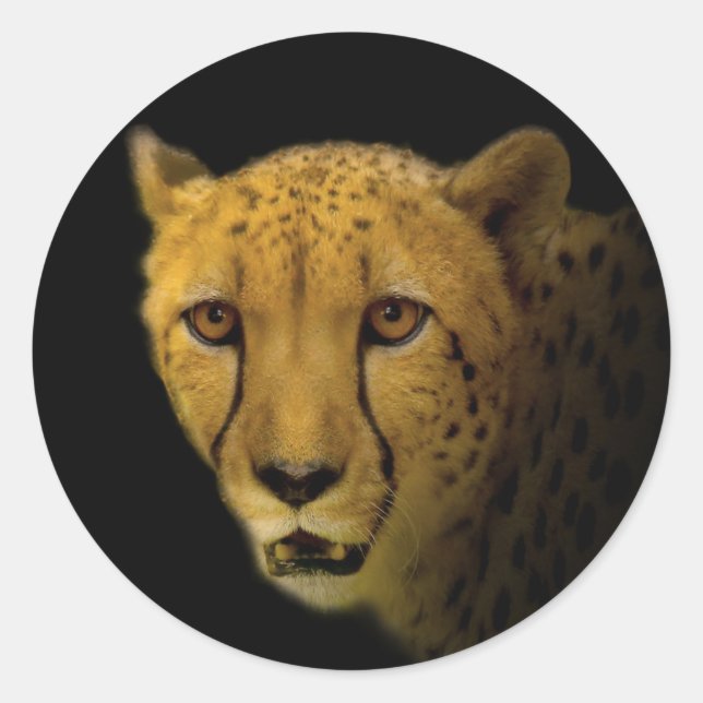 Sticker Rond Traces commerciales avec un magnifique guépard (Devant)
