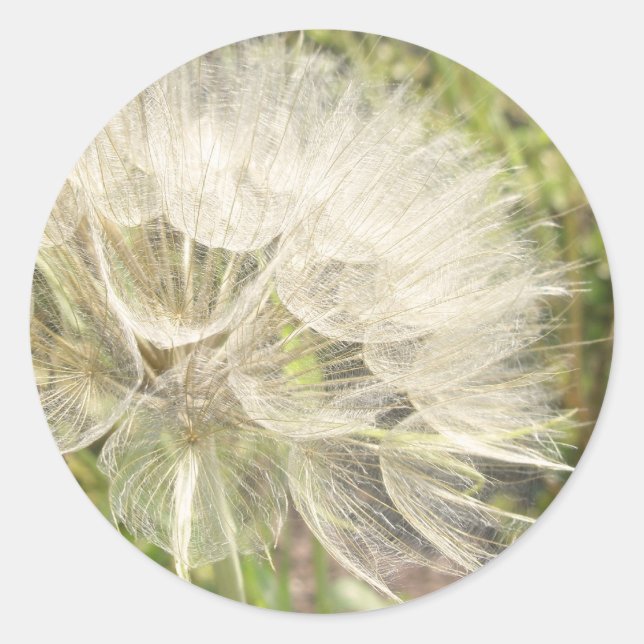 Sticker Rond Tragopogon dubius - Beauté des chèvres jaunes (Devant)