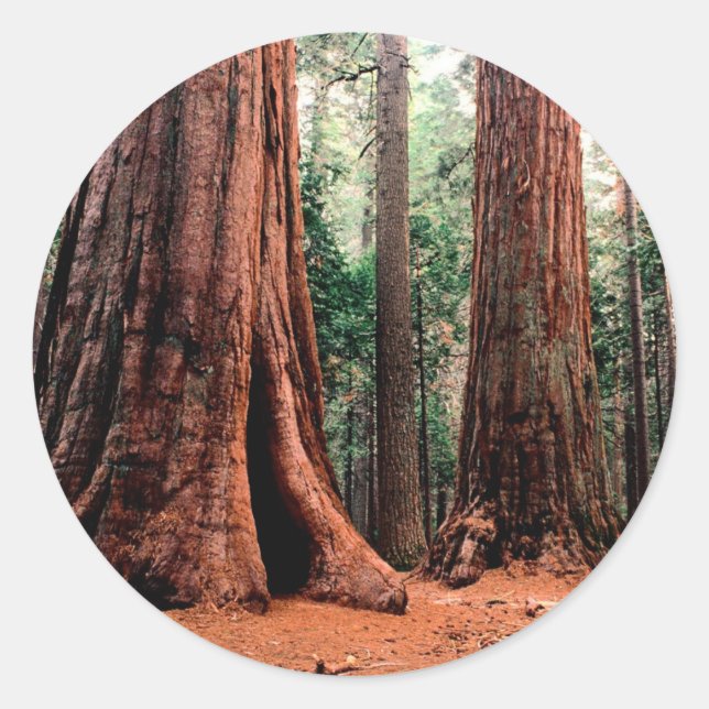 Sticker Rond Trees Giants Calaveras (Devant)