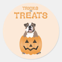 Tricks Pour Traitements Français Bulldog Orange