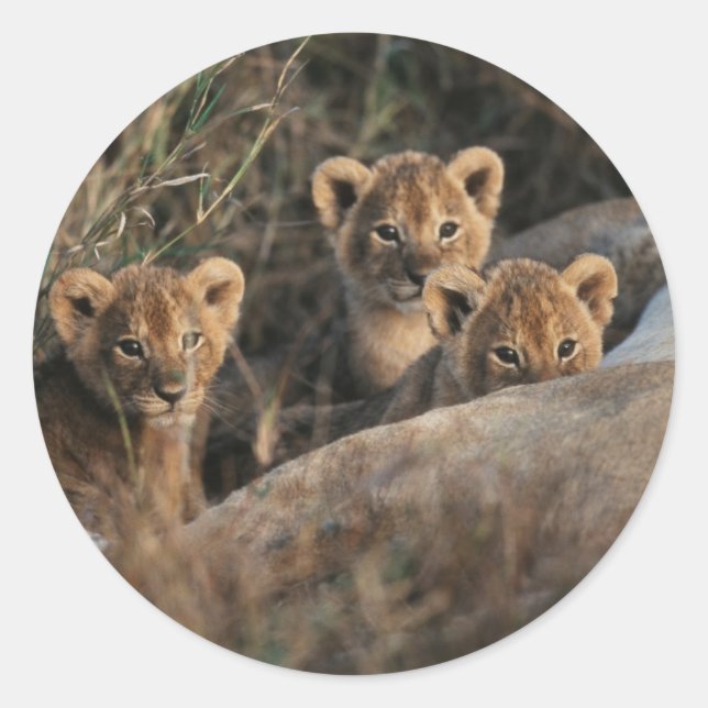 Sticker Rond Trio des petits Lion de six semaines assis (Devant)