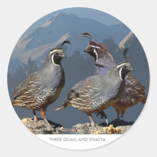 STICKER ROND TROIS CAILLES ET SHASTA