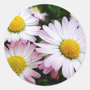 Sticker Rond Trois marguerites roses