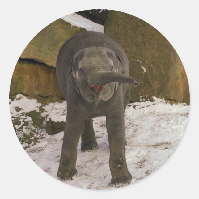Sticker Rond Trompette Baby Elephant Dans La Neige (Devant)