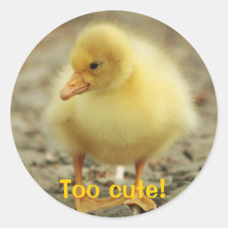 Sticker Rond Trop mignon !