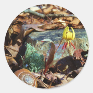 Sticker Rond Truite jaune et prune Lily et Coquille d'escargot