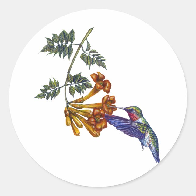 Sticker Rond Trumpet Creeper Ruby Throsé Hummingbird (Devant)