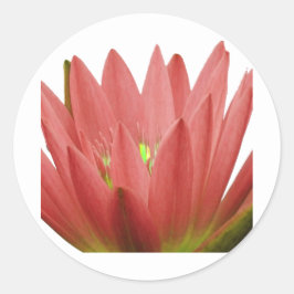 Sticker Rond Tulip