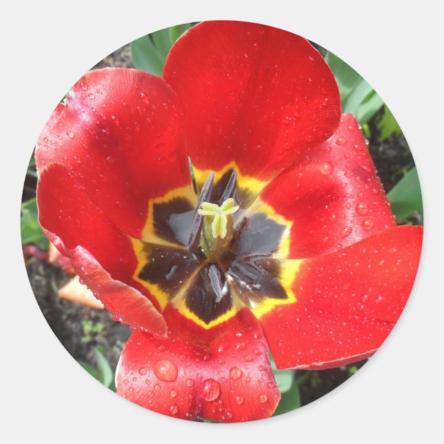 Sticker Rond Tulipe de printemps (Devant)