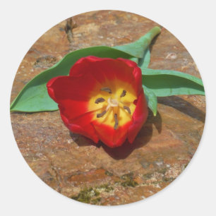Sticker Rond Tulipe rouge du printemps