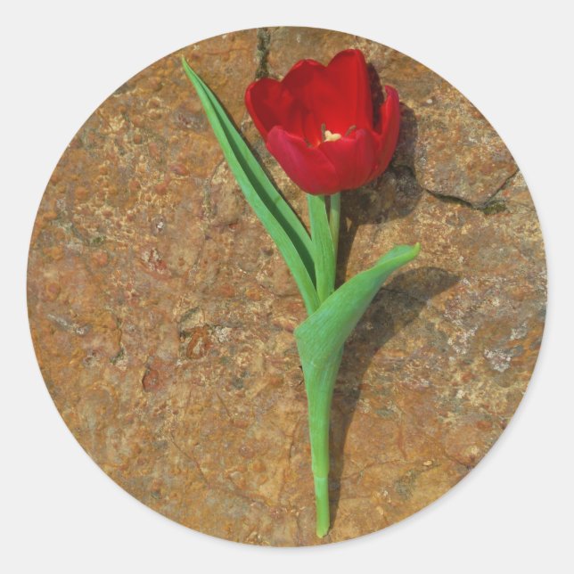 Sticker Rond Tulipe rouge et jaune (Devant)