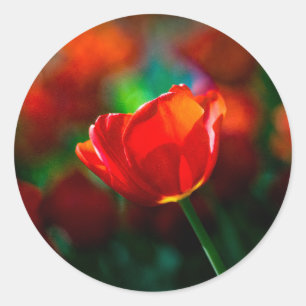 Sticker Rond Tulipe rouge - Mystère de floraison