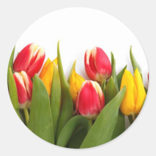 Sticker Rond Tulipes colorées