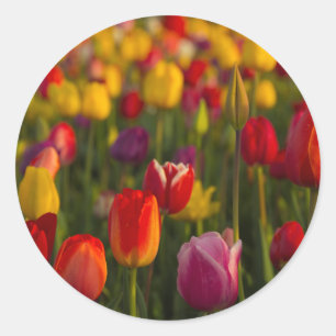 Sticker Rond Tulipes, Festival des Tulipes, Woodburn, Oregon, É