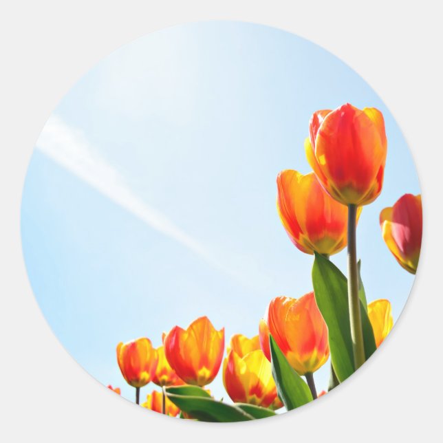 Sticker Rond Tulipes orange et rouge du dessous (Devant)