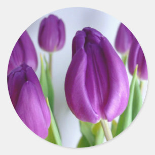Sticker Rond Tulipes pourpres