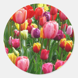 Sticker Rond Tulips multicolorés