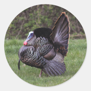 Sticker Rond Turquie sauvage