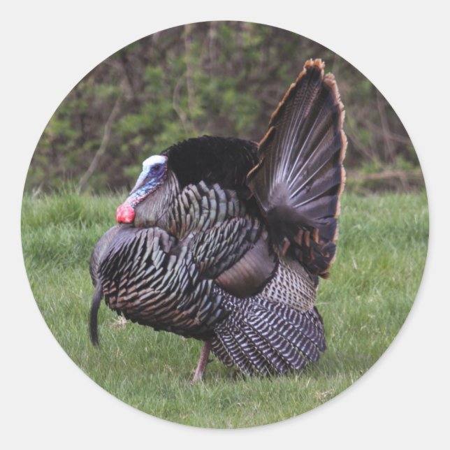 Sticker Rond Turquie sauvage (Devant)