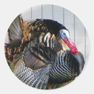 Sticker Rond turquie sauvage