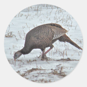 Sticker Rond Turquie sauvage en terrain neigeux