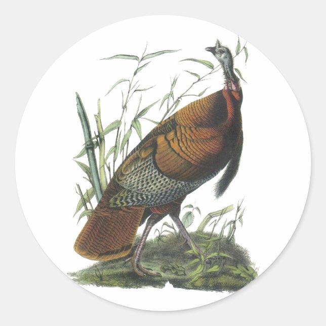 Sticker Rond Turquie sauvage, John Audubon (Devant)