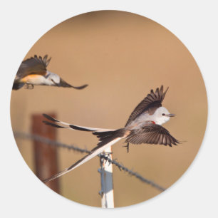 Sticker Rond Tyrannus forficatus